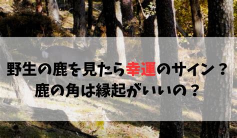 鹿 風水|鹿が縁起がいい2つの理由とは？4つの幸運と世界各国。